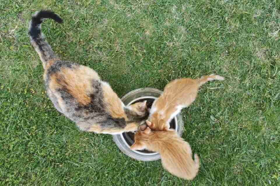 what-do-cats-like-to-eat-for-breakfast-paws-crunch