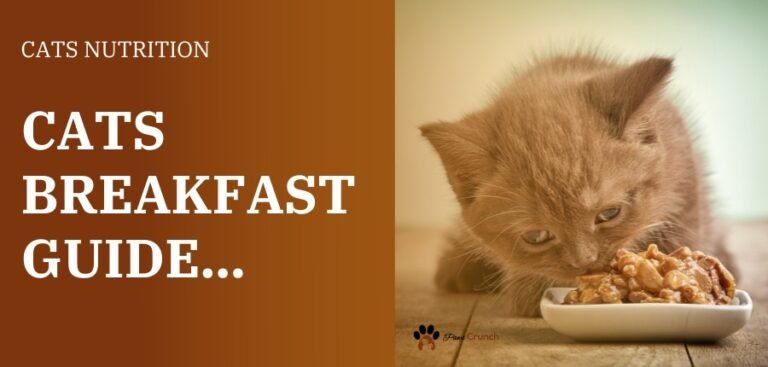 What Do Cats Like To Eat For Breakfast?
