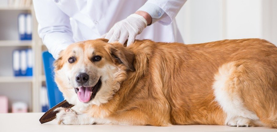 How Often Should I Take My Dog To The Vet 1